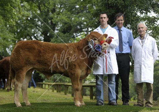 Reserve Limousin, Slieve Fabian exhibited by Sean Mc Geehan 